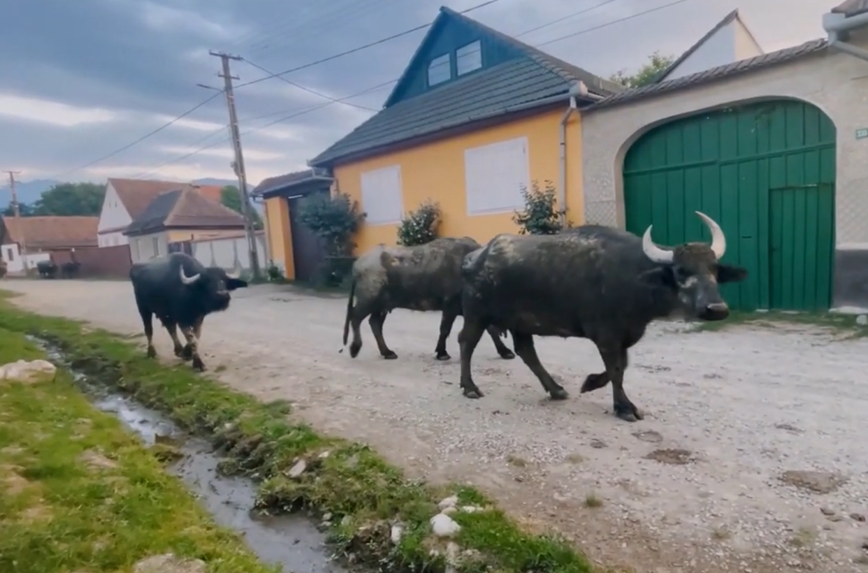 Satul în care o casă de vacanță costă cât un apartament în inima Capitalei. Andreea Esca a dat tonul investițiilor în zonă