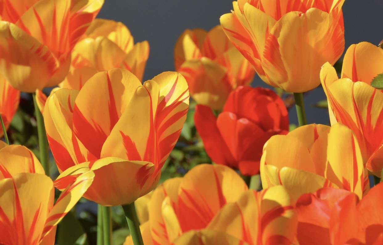 Vremea la sfârșitul lunii martie. Prognoza meteo actualizată