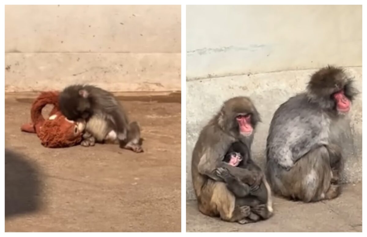 Punch, puiul de macac japonez, începe să se integreze în turma sa, la grădina zoologică. Cum a ajuns vedetă pe internet