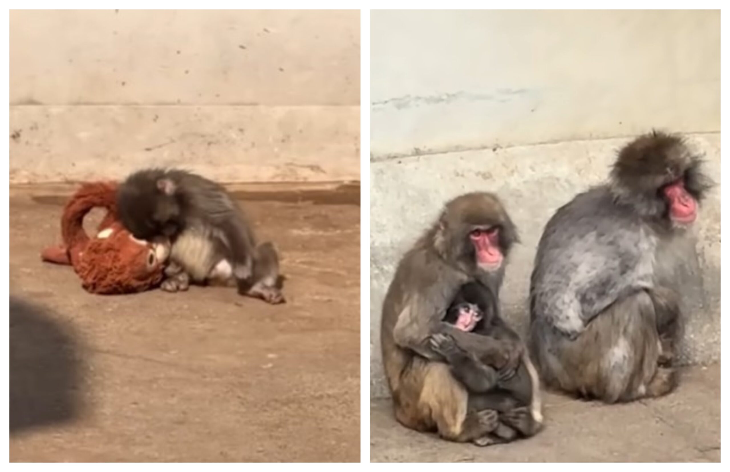 Punch, puiul de macac japonez, începe să se integreze în turma sa, la grădina zoologică. Cum a ajuns vedetă pe internet