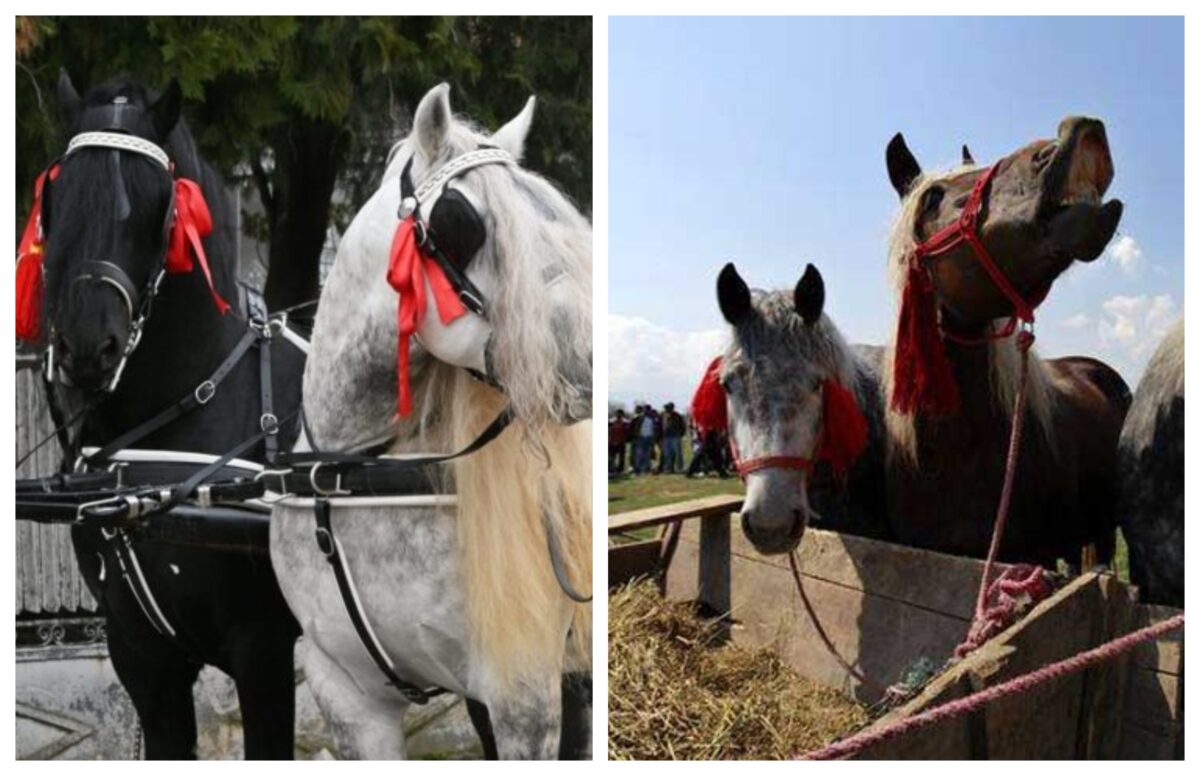 De unde vine expresia celebră „la Paștele cailor” și ce semnifică