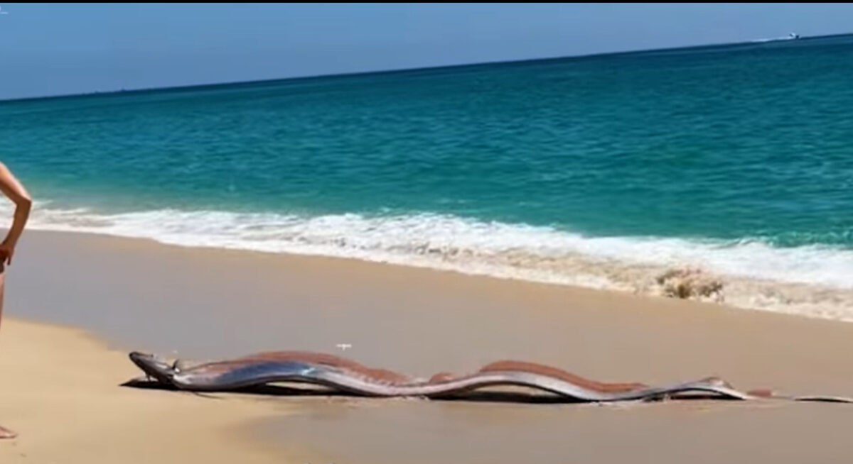 Turiștii, speriați de „peștii Apocalipsei”. Două exemplare uriașe de pește-panglică, descoperite pe o plajă din Mexic