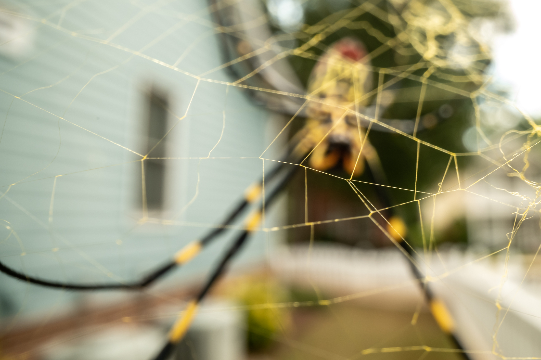 Păianjenii gigant se extind rapid în SUA și se adaptează rapid la noi teritorii