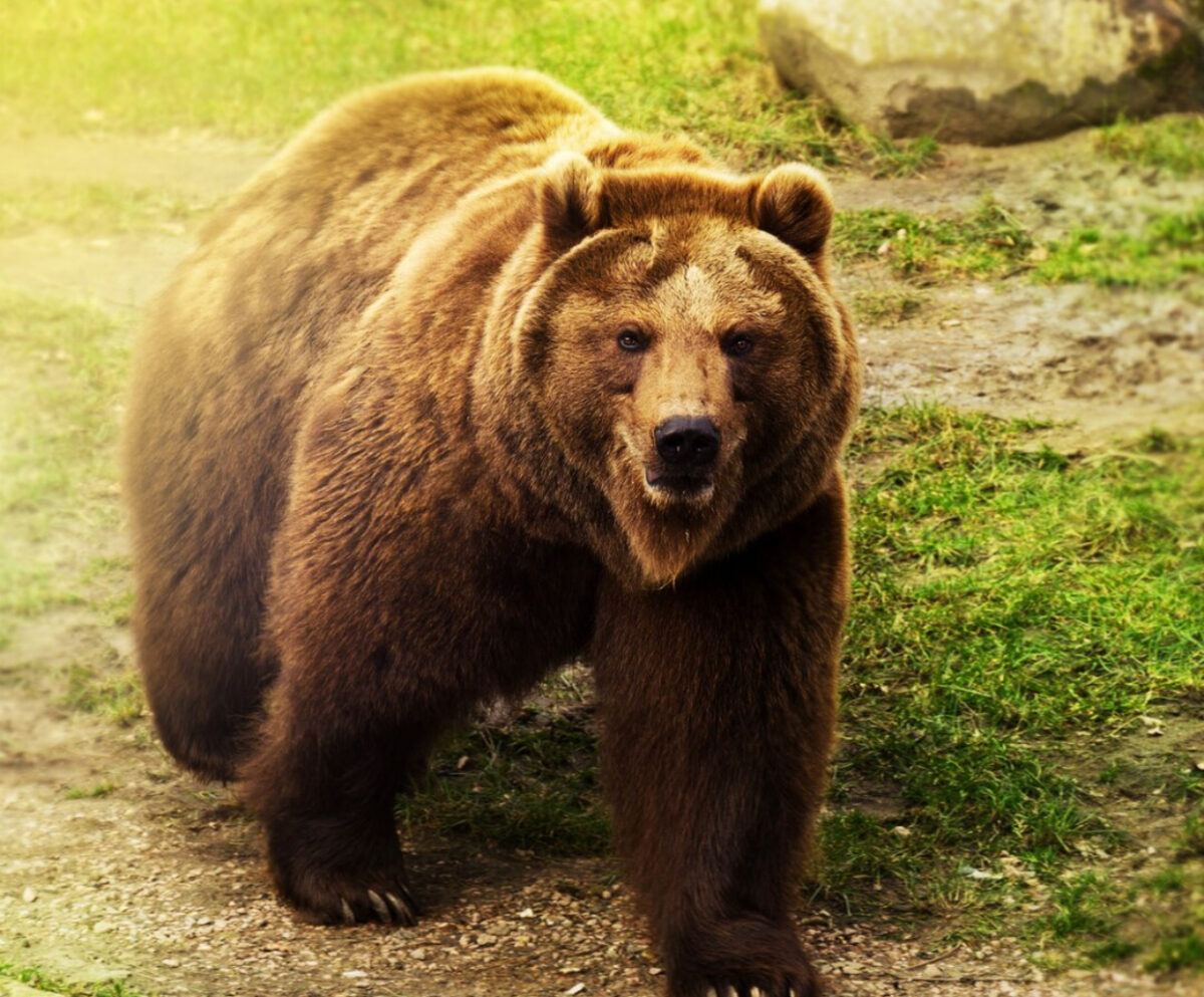 Senatul a votat: 859 de urși bruni vor putea fi vânați în 2026–2027