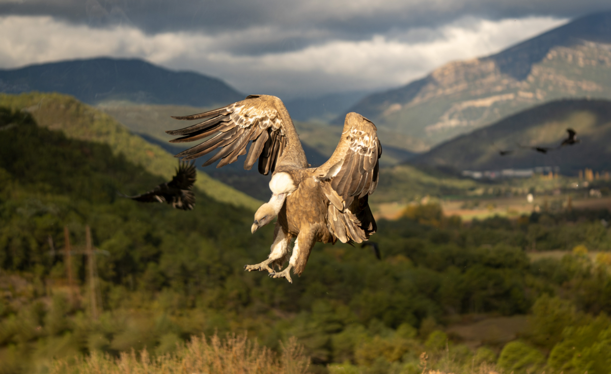 Specia dispărută din România în anii '50 a revenit în 2026. Ce efecte are asupra ecosistemului