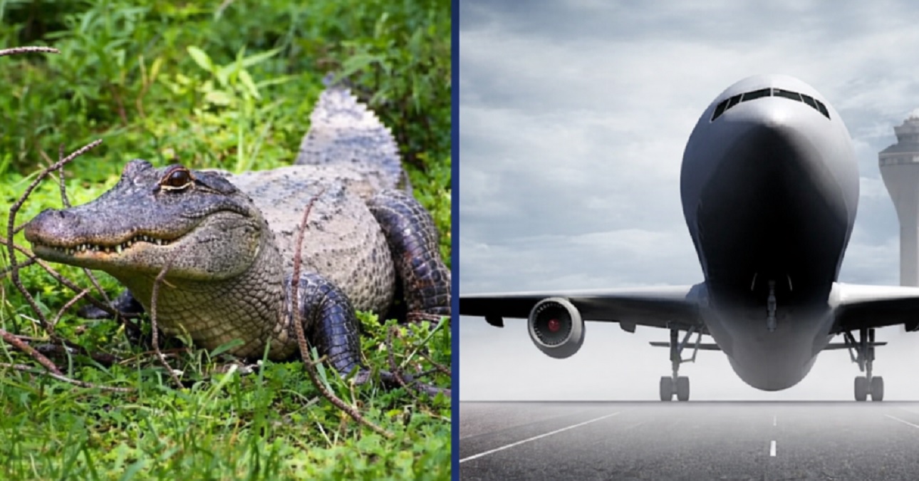 Un aligator de doi metri a blocat pista unui aeroport din SUA. Zborurile, temporar suspendate