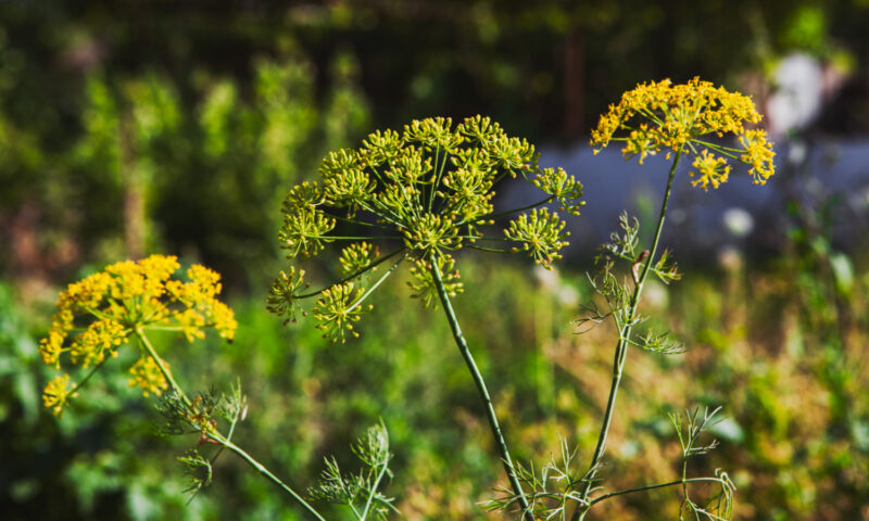 Ambrozia trebuie îndepărtată obligatoriu. Proprietarii de terenuri riscă amenzi de 20.000 de lei