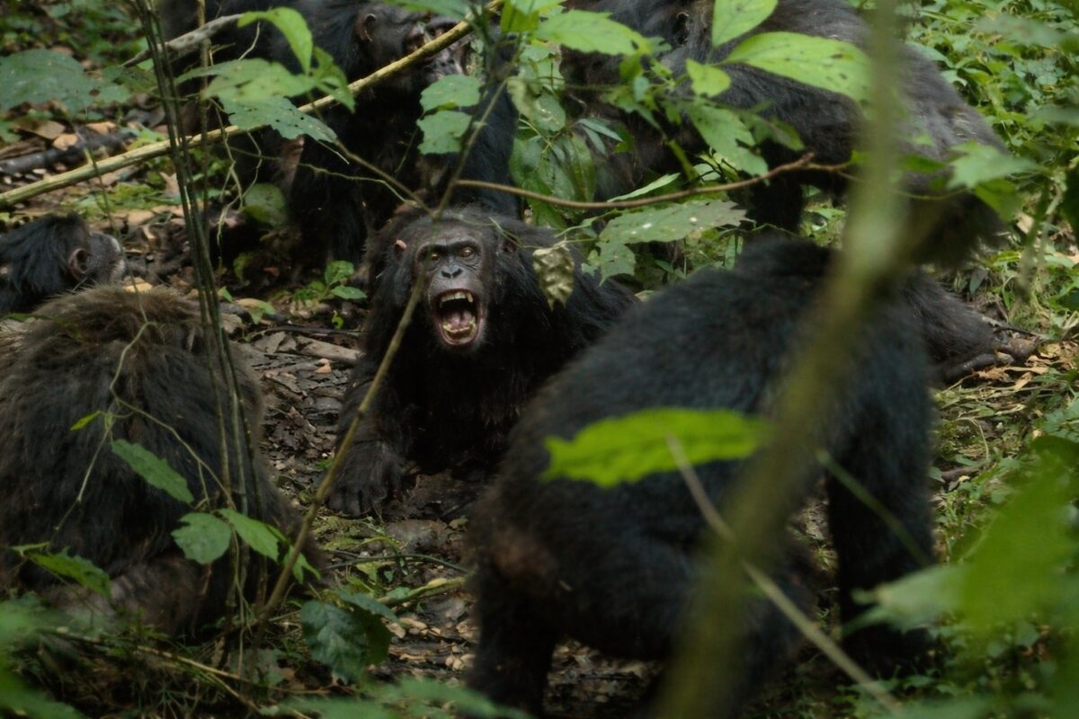 „Război civil” între cimpanzei, după destrămarea unui grup. Atacuri letale și infanticide, documentate de cercetători