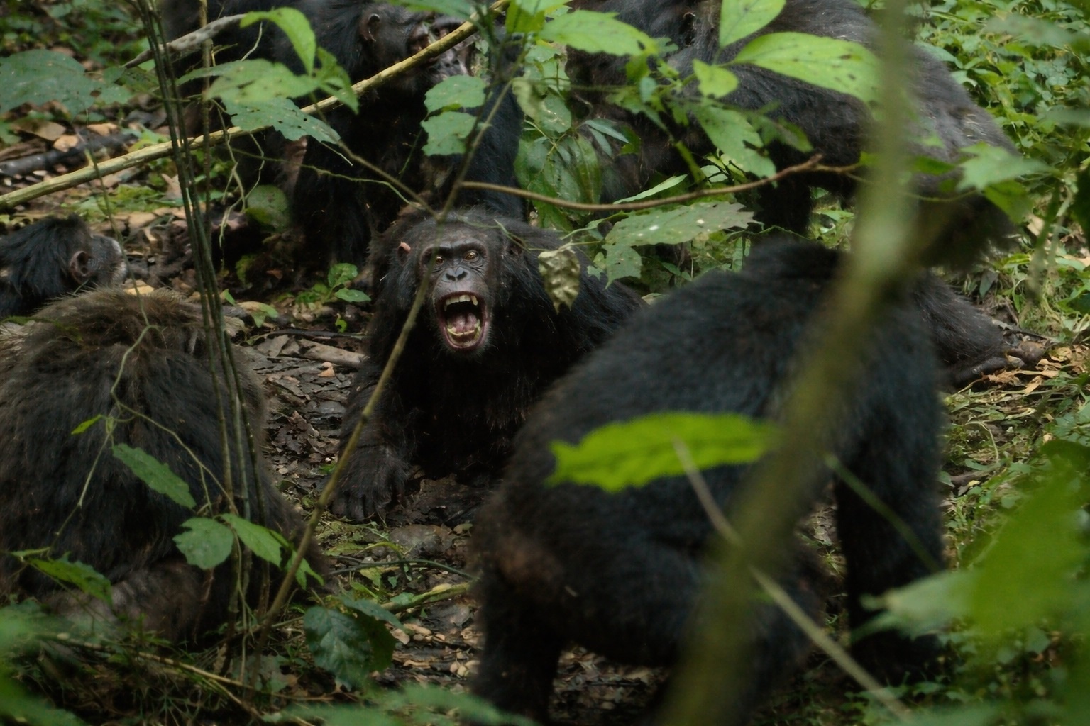„Război civil” între cimpanzei, după destrămarea unui grup. Atacuri letale și infanticide, documentate de cercetători