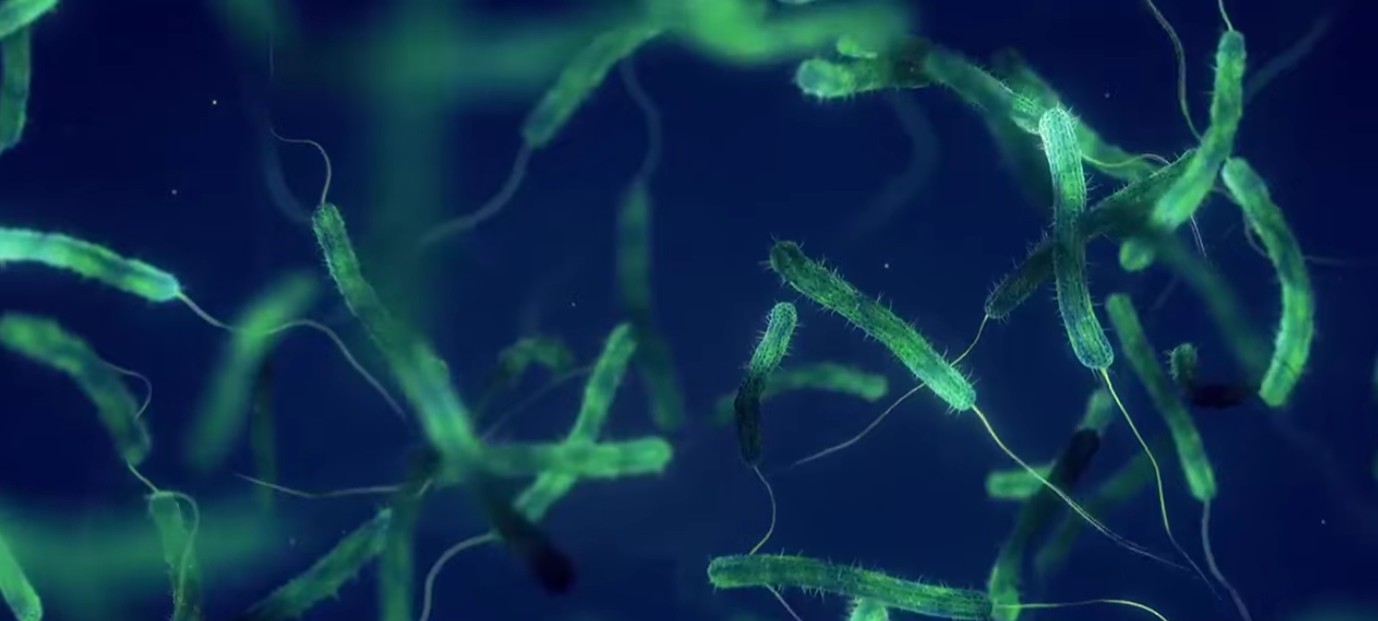 Alertă medicală în SUA. A reapărut bacteria „mâncătoare de carne”