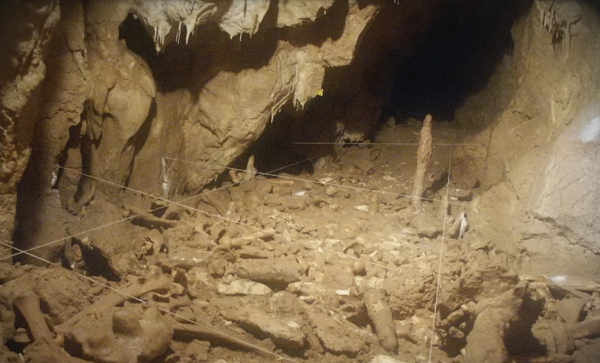 Teoria despre apariția vieții complexe pe Pământ, schimbată de 700 de fosile