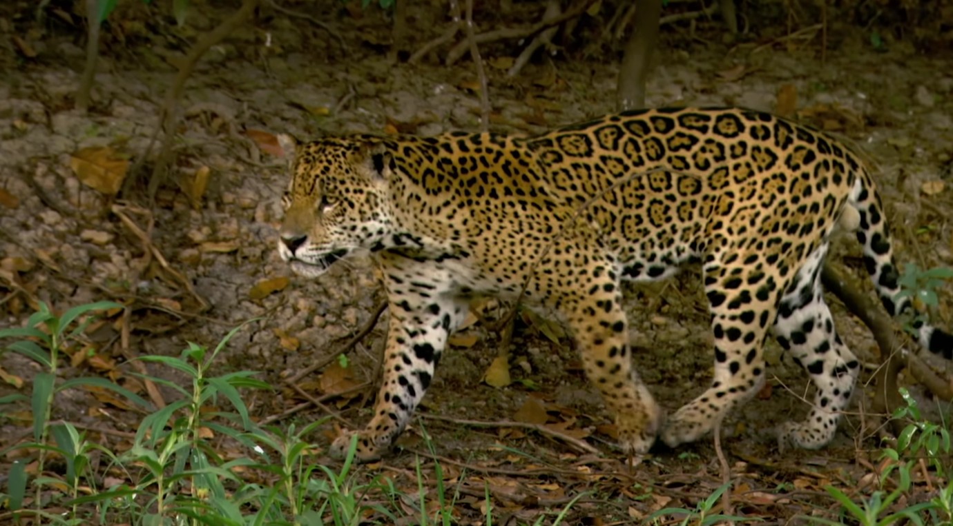 Jaguar