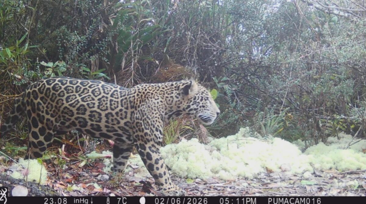 Un exemplar rar de jaguar a fost văzut în Honduras. Specialiștii vorbesc despre o posibilă revenire a marilor feline