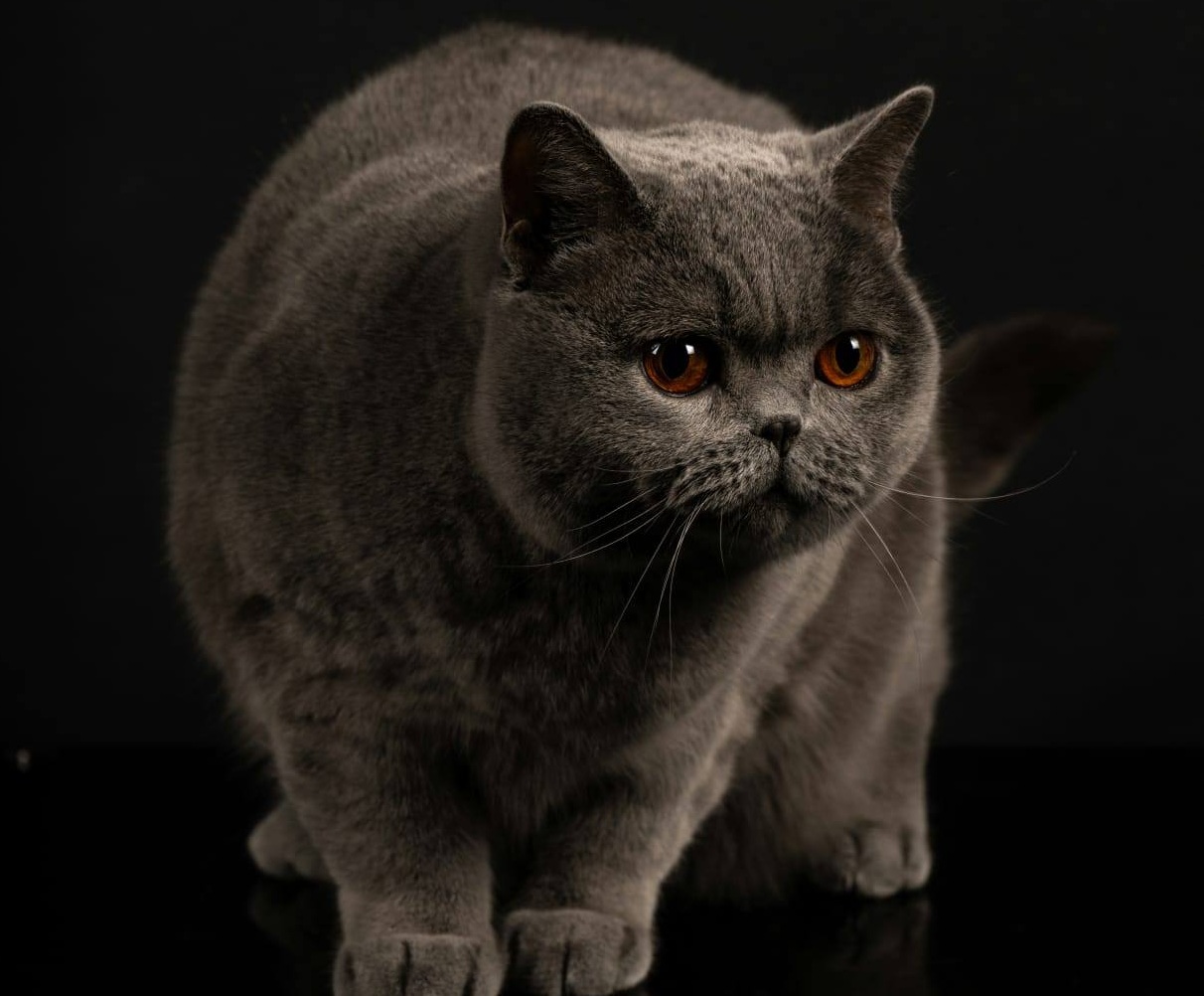 Pisica Kira Kiralina, supranumită „Ursoaica din Bucovina”, desemnată cea mai frumoasă din Europa