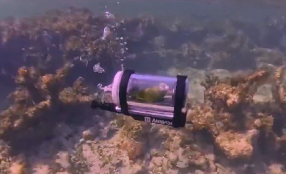 Submarin pentru o pasăre. Cum a devenit viral un peruș, după o „scufundare” neobișnuită