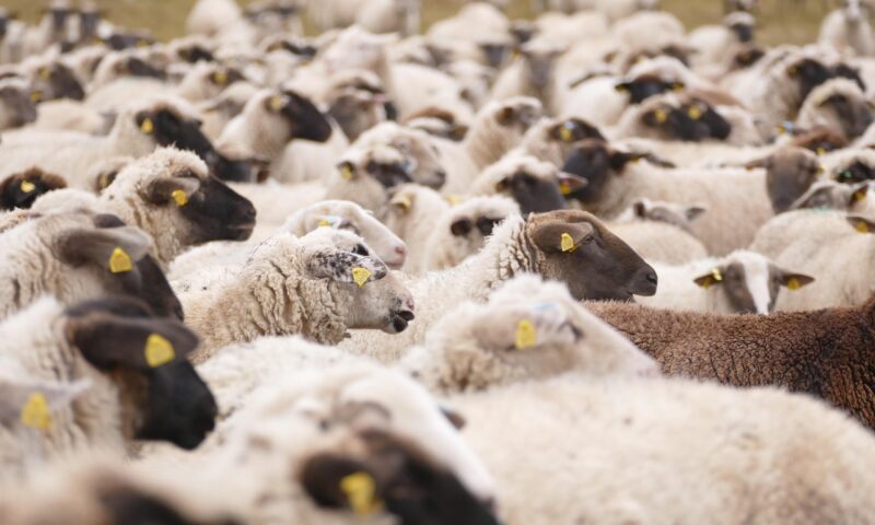 CE intervine după focarele de variolă ovină din România. Audit urgent pentru exporturi