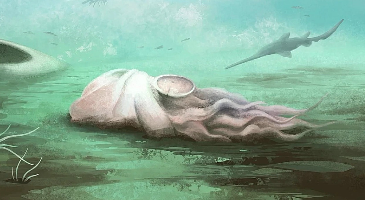 Fosila considerată cea mai veche „caracatiță” din lume a fost reclasificată. Ar fi de fapt un nautiloid