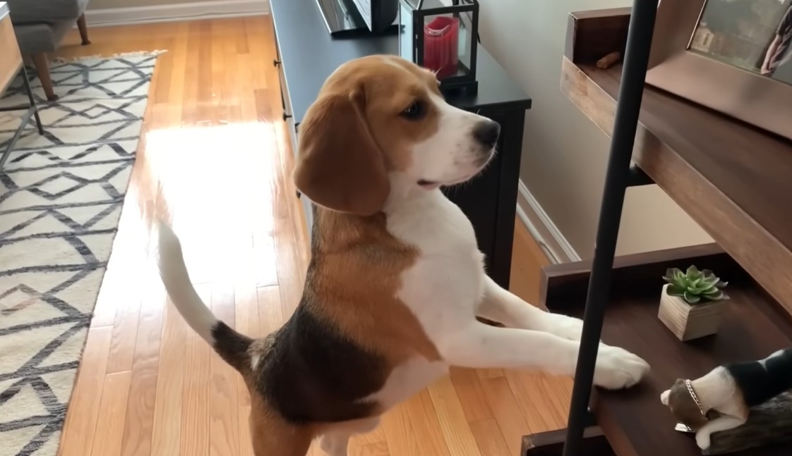 Beagle