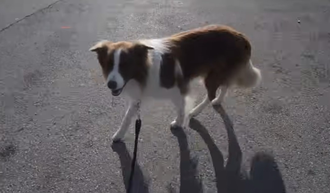 Border Collie