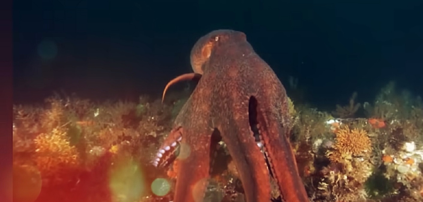 caracatita uriasa