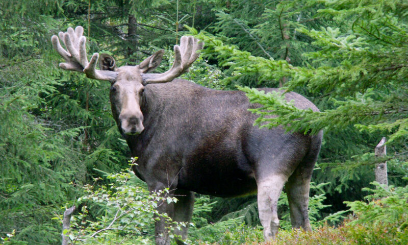 Elanii vor putea fi admirați în pădurile României după 200 de ani. Proiect unic de conservare în județul Neamț