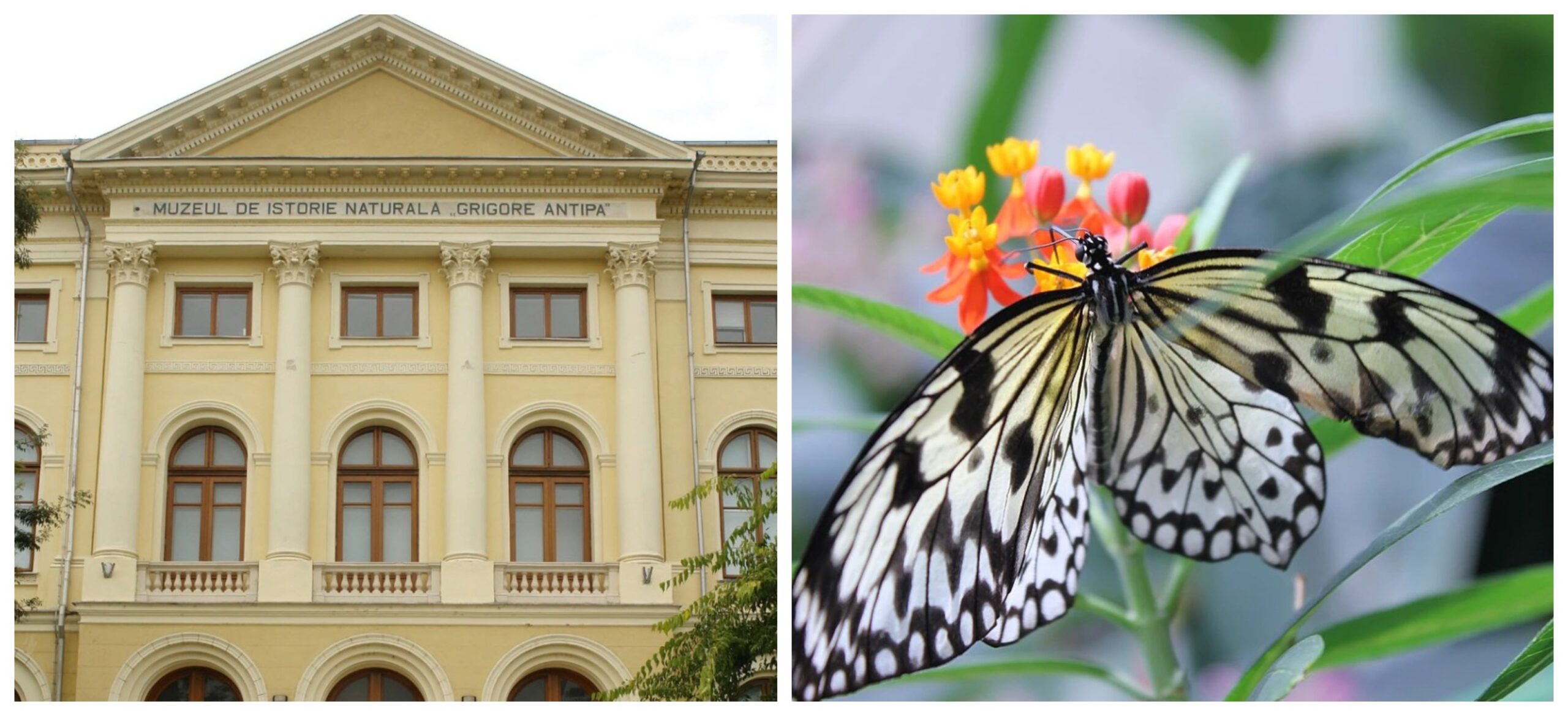 Fluturi vii și momente rare din natură, în expoziția „COCON”, de la Muzeul Antipa, în perioada aprilie-iunie