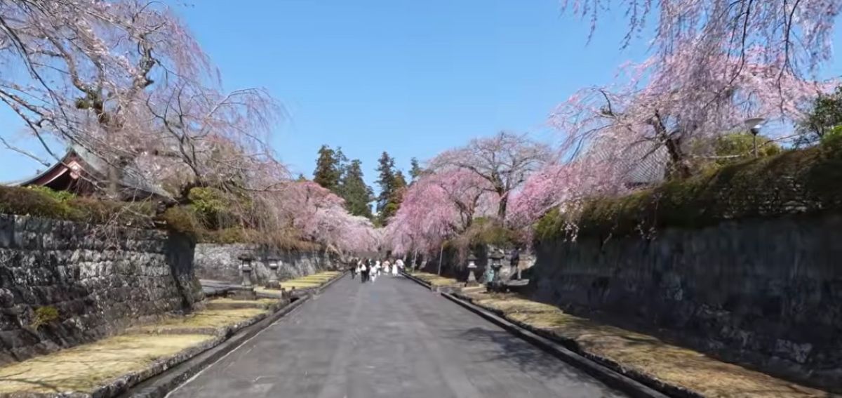 Oraș din Japonia, sufocat de turiști după viralizarea unei imagini cu Muntele Fuji și florile de cireș