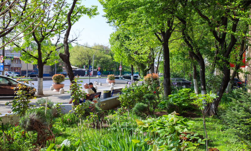 Mai mult verde în Sectorul 4 al Capitalei! Se plantează copaci și se extind spațiile verzi din sudul Bucureștiului