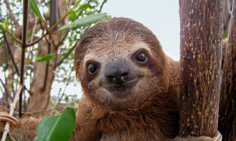 Moartea a 31 de leneși în Florida a scos la suprafață nereguli care au stârnit critici în SUA