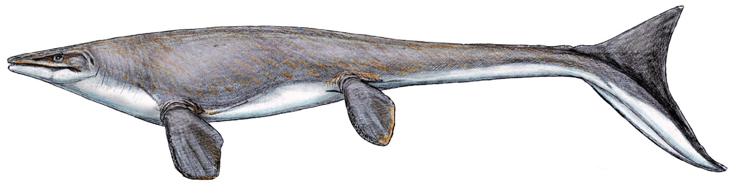 mosasaur