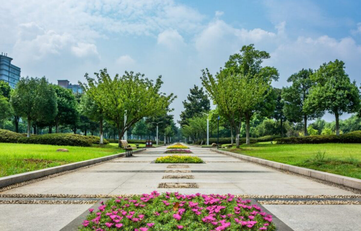 Tăierea arborilor din orașe ar putea deveni infracțiune. Diana Buzoianu vrea sancțiuni mai aspre pentru cei care încalcă regulile