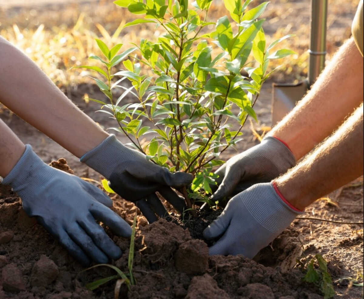 OSCAR Downstream și Pădurea Copiilor, misiune pentru viitoarele generații. 15.000 de puieți de salcâm, plantați în județul Ialomița