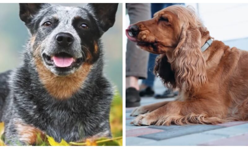 Rase de câini considerate printre cele mai sănătoase