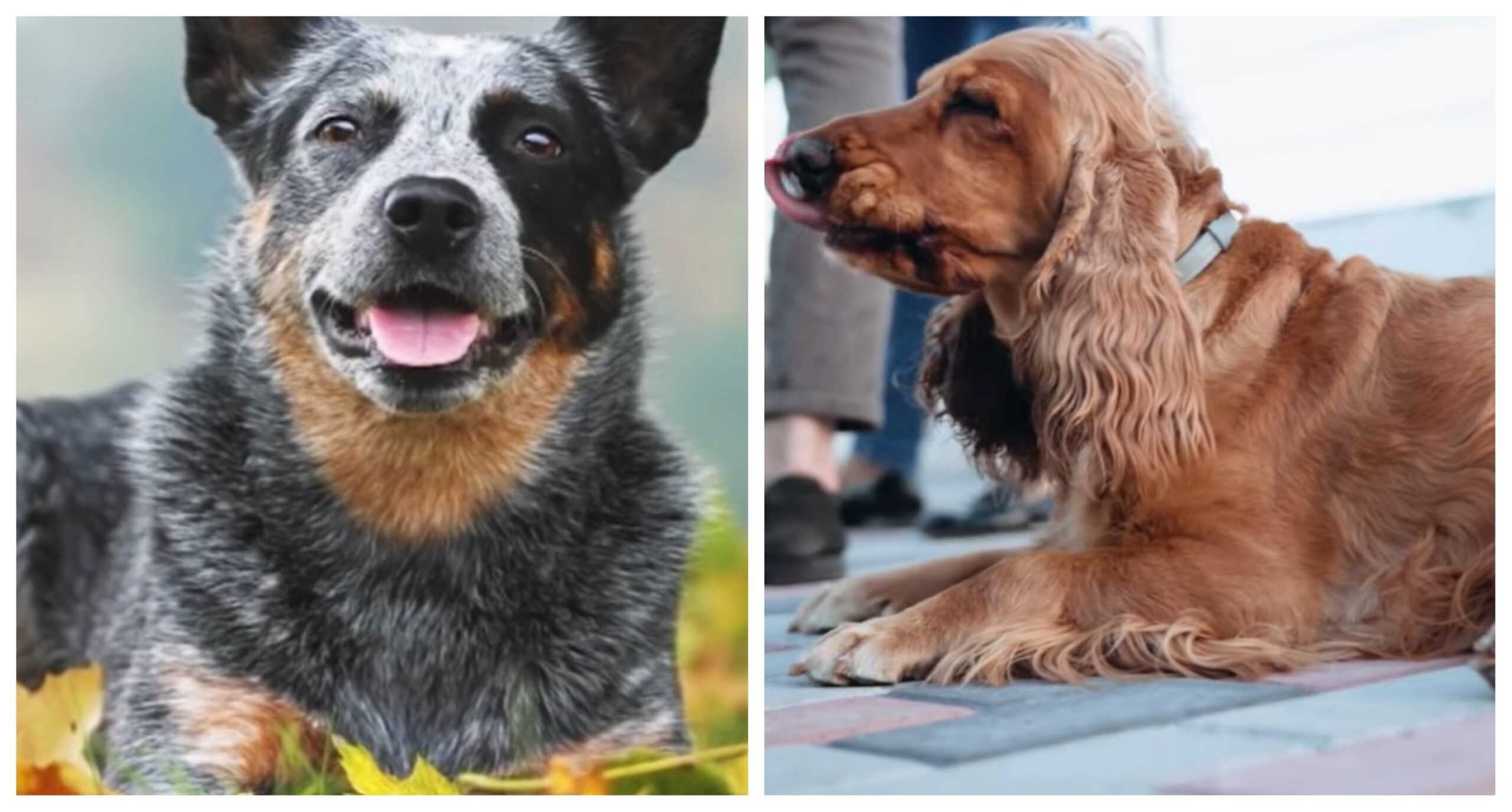 Rase de câini considerate printre cele mai sănătoase