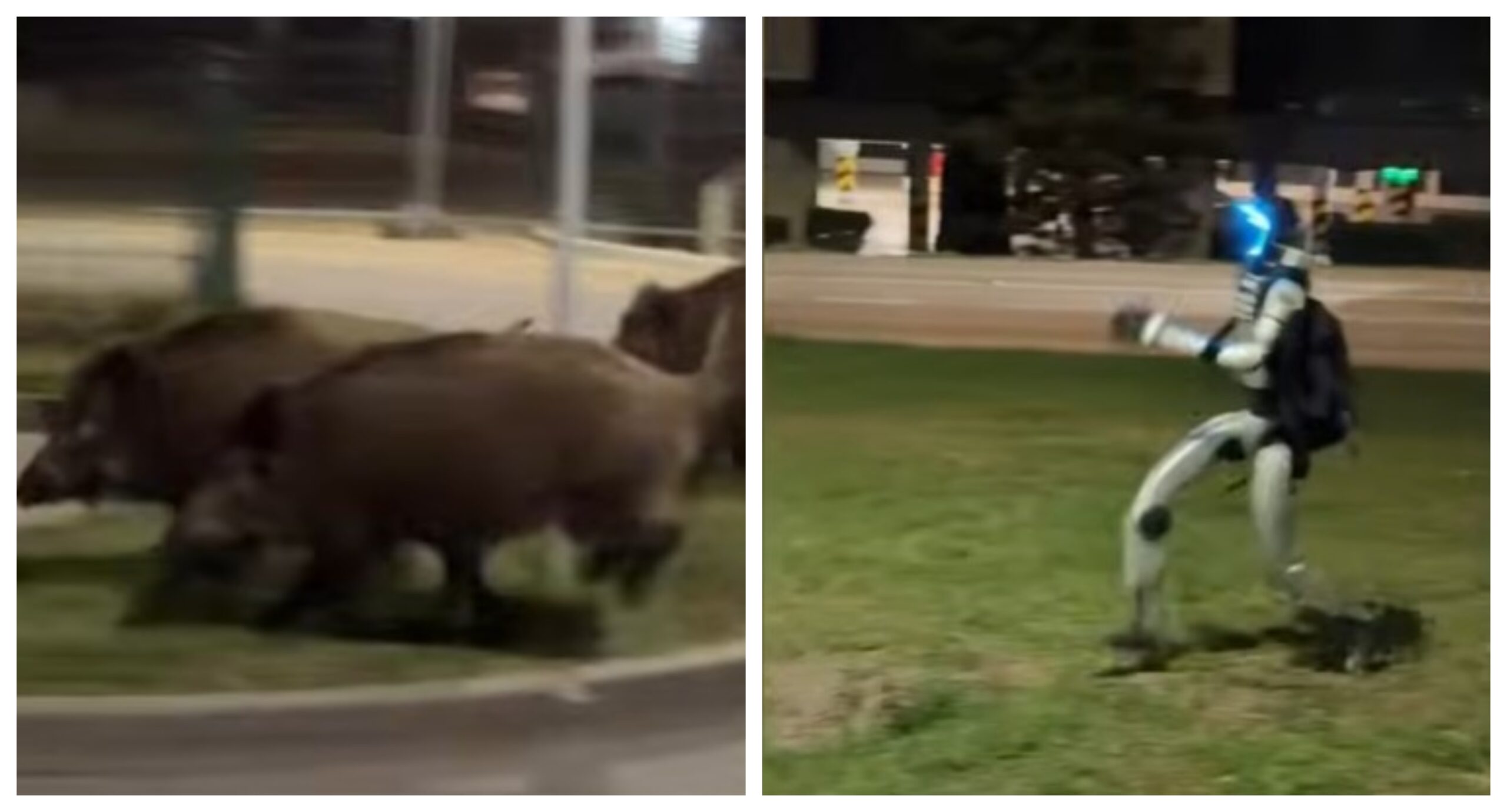 Imagini virale din Polonia. Un robot umanoid pune pe fugă o turmă de mistreți