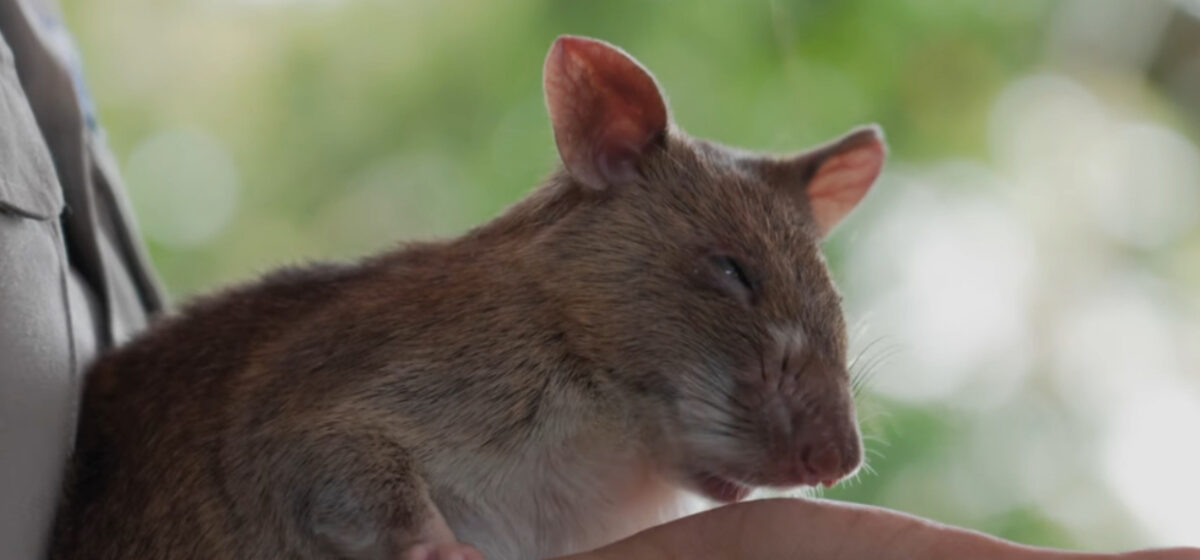 Un șobolan a devenit eroul unei națiuni după ce a salvat viețile locuitorilor