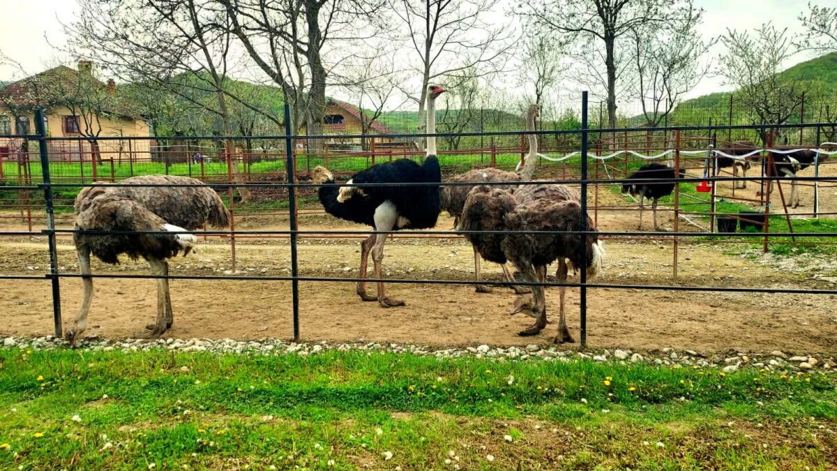 Exclusiv. Carnea de struț, delicatesa care își face loc pe masa de Paște. Un kilogram costă peste 150 de lei