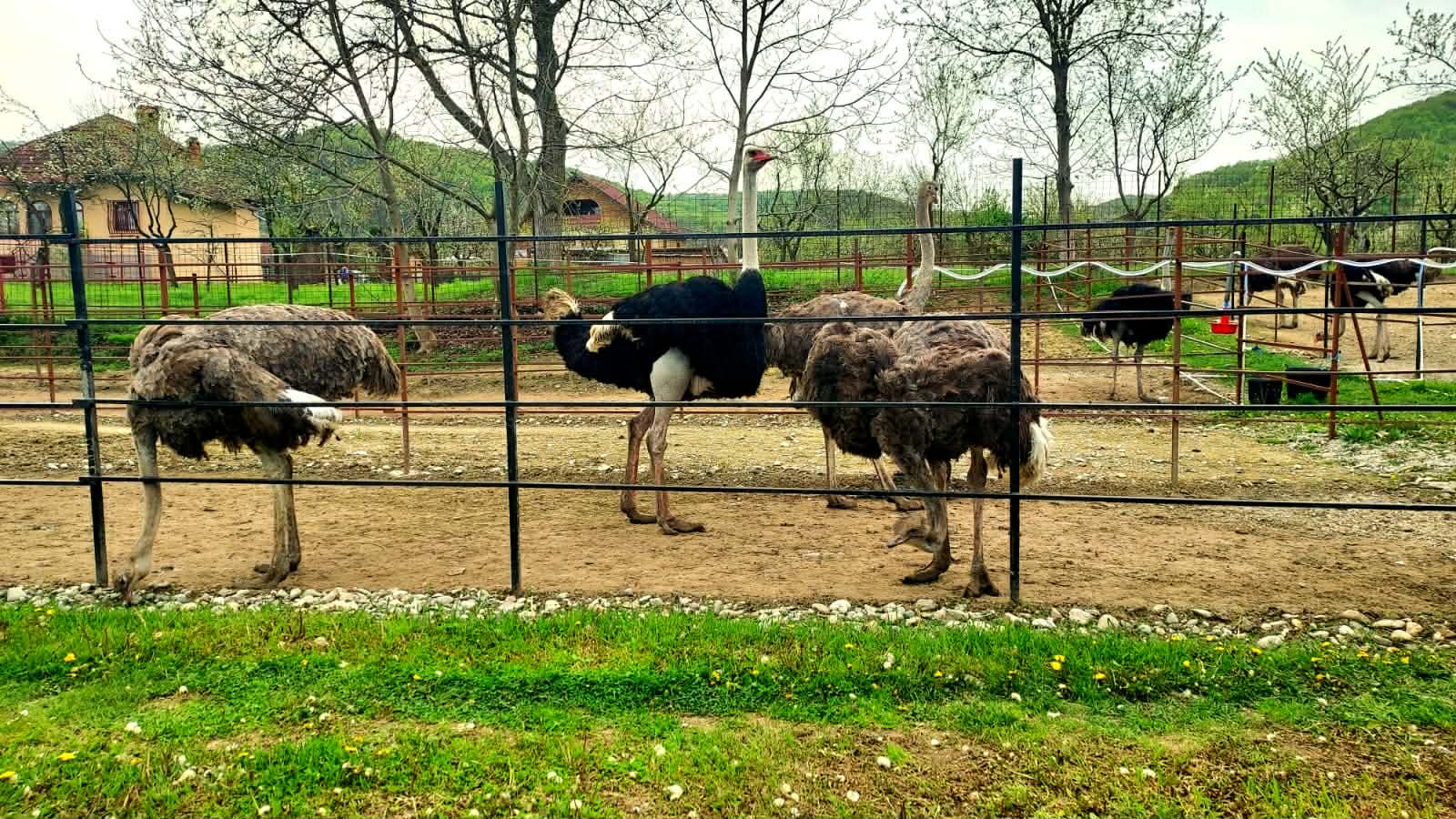 Exclusiv. Carnea de struț, delicatesa care își face loc pe masa de Paște. Un kilogram costă peste 150 de lei