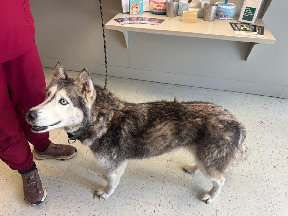 Husky