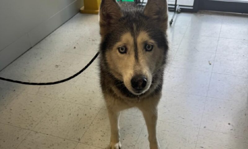 Un husky dispărut în 2014 și-a regăsit stăpânul după 12 ani, la peste 2.200 km distanță