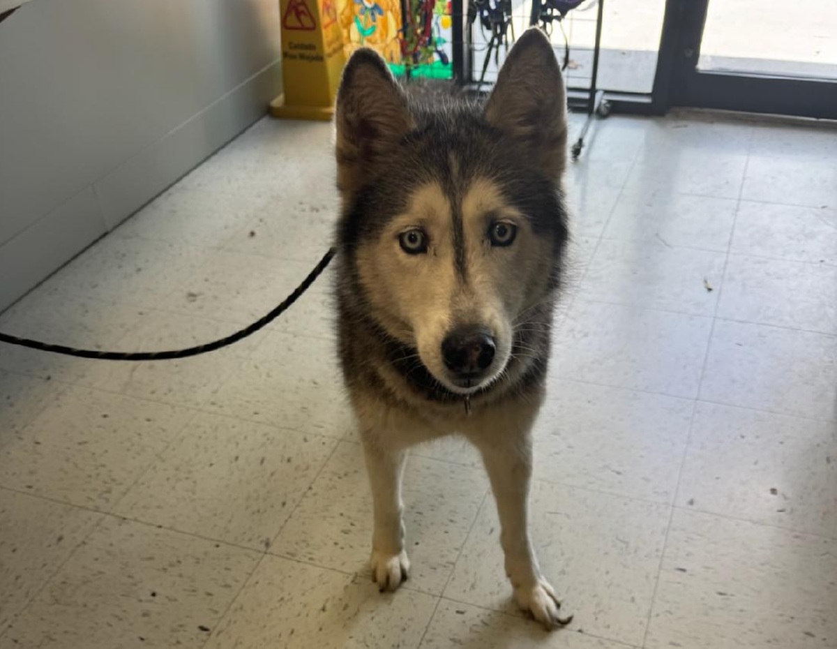 Un husky dispărut în 2014 și-a regăsit stăpânul după 12 ani, la peste 2.200 km distanță