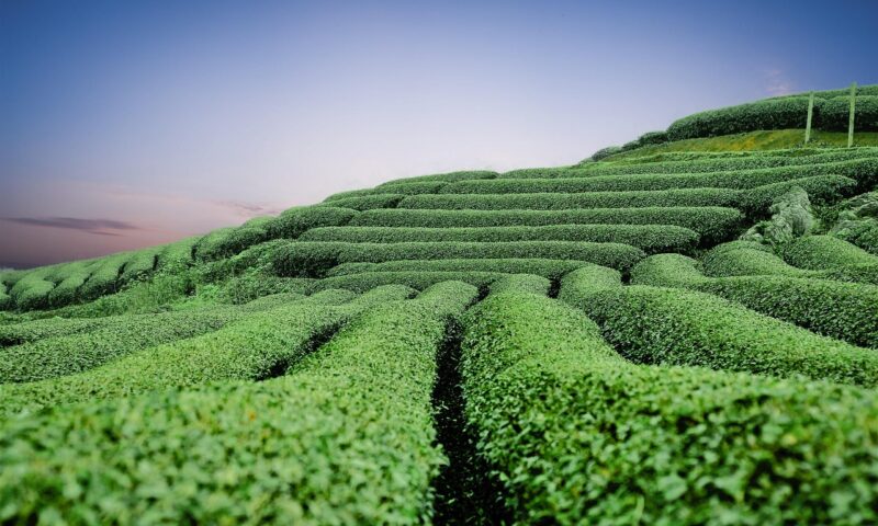 Longjing, „Fântâna Dragonului”: Povestea celui mai celebru ceai chinezesc