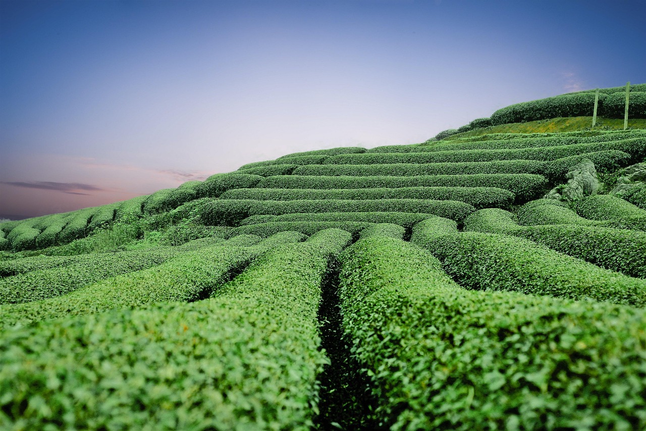 Longjing, „Fântâna Dragonului”: Povestea celui mai celebru ceai chinezesc