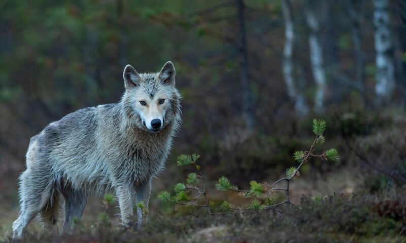Ecologiștii radicali din Spania se opun vânării lupilor care îi pun în pericol pe fermieri și animalele lor