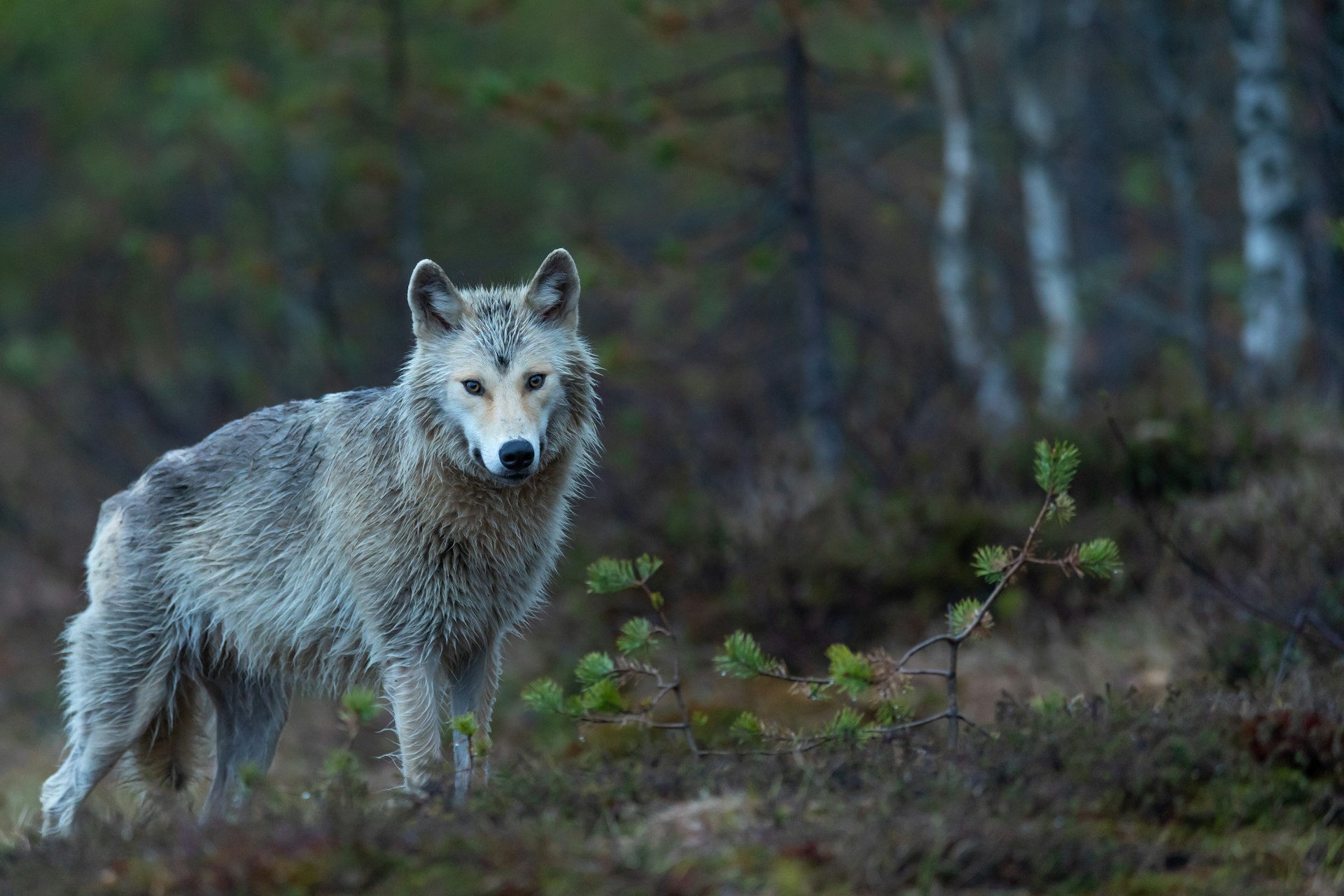 Ecologiștii radicali din Spania se opun vânării lupilor care îi pun în pericol pe fermieri și animalele lor