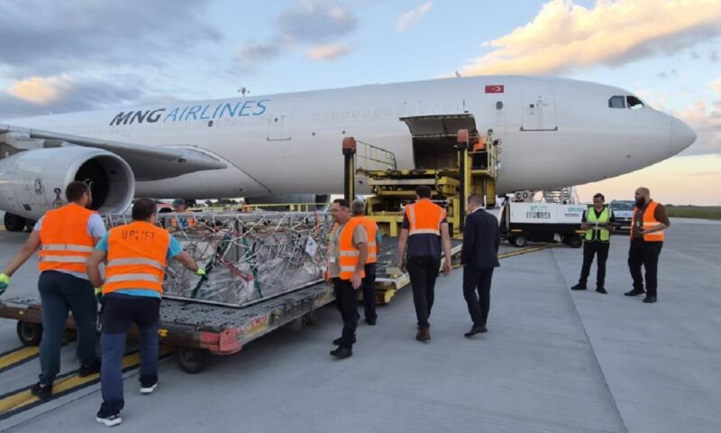 Premieră logistică pentru România: 4.000 de ovine au ajuns în Algeria în două ore și jumătate