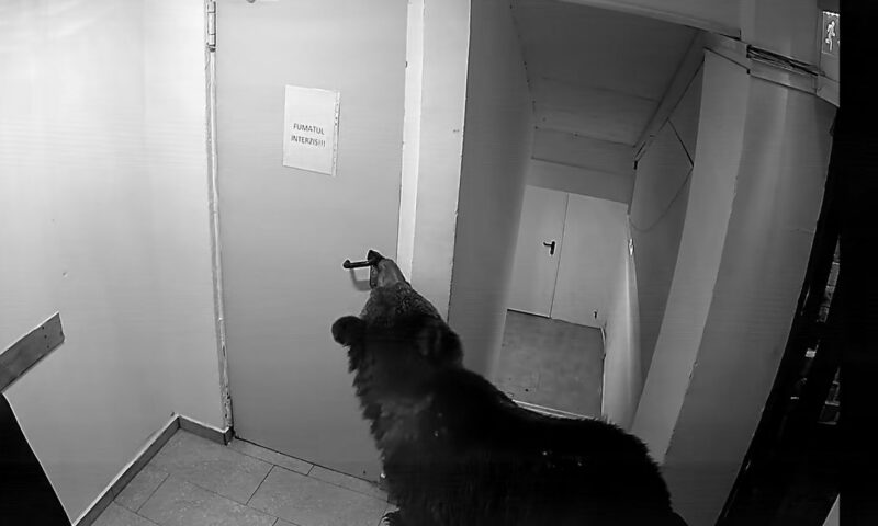 Angajații unui hotel din Poiana Brașov s-au trezit cu un oaspete nedorit. Cum a fost rezolvată problema intrusului