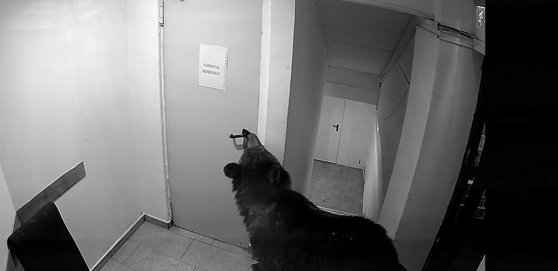 Angajații unui hotel din Poiana Brașov s-au trezit cu un oaspete nedorit. Cum a fost rezolvată problema intrusului