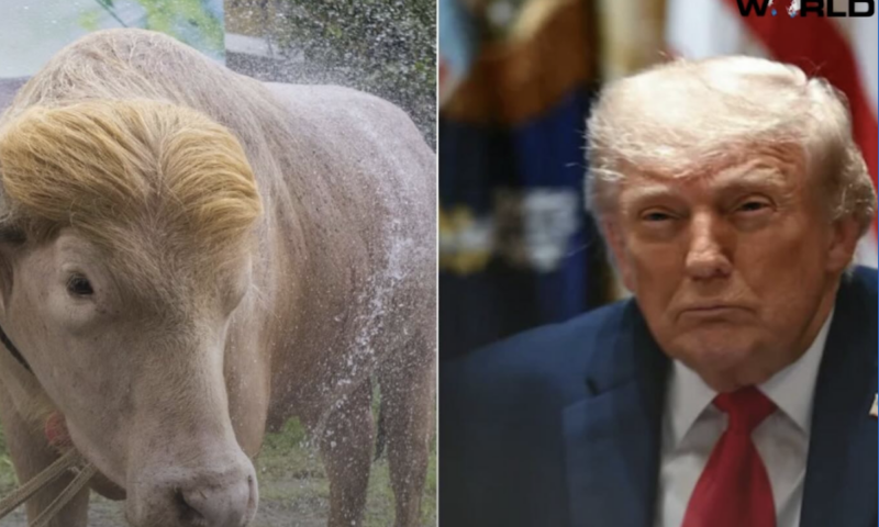 „Donald Trump”, bivolul cu frizură blondă devenit viral, a fost salvat de la sacrificiu în ultima clipă