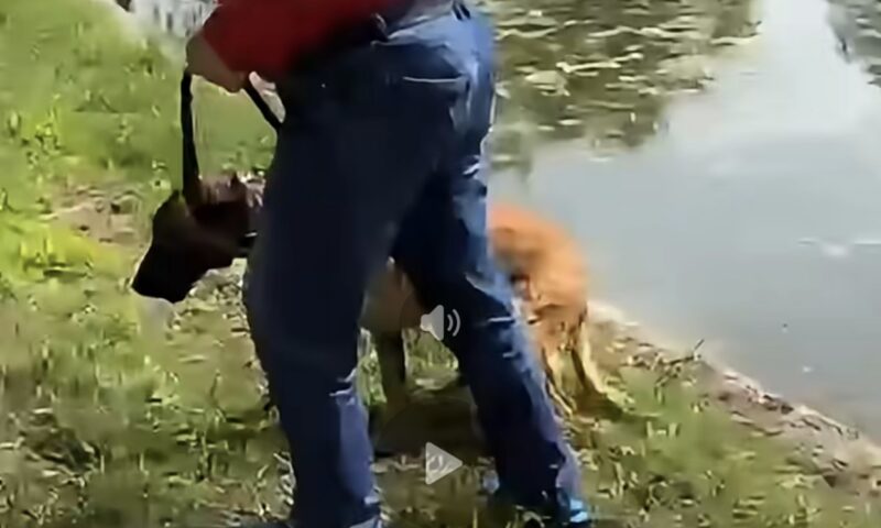 Bărbat din București, acuzat că a încercat să își înece câinele în lac. Imagini cu trecătorii care au sărit să-l salveze